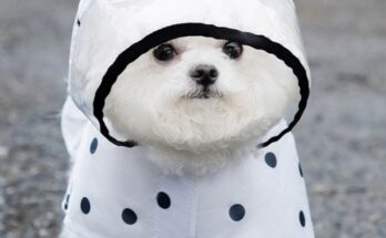 강아지헬로키티우비