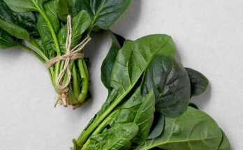 비빔밥시금치대용