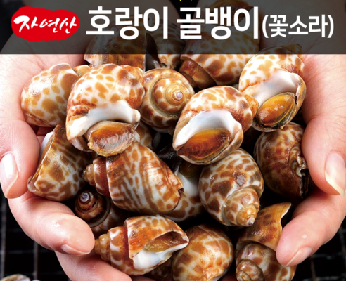 호랑이골뱅이